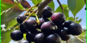 beneficios da jabuticaba