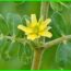 Tribulus terrestris beneficios